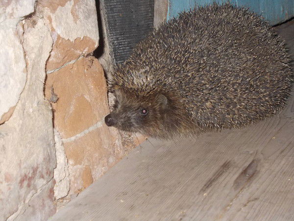 Яна Калабина