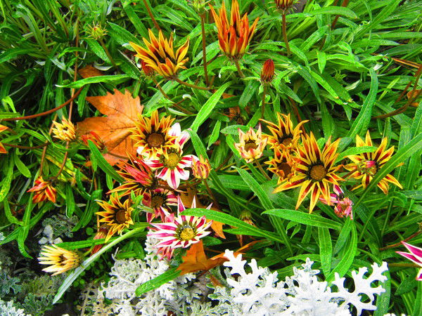 Лидия Халеева