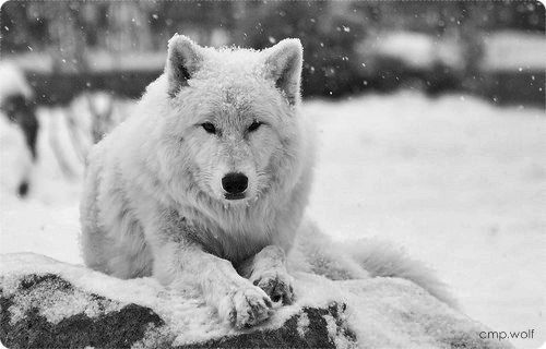 Мурад Магомедов