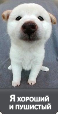 Дмитрий Киров