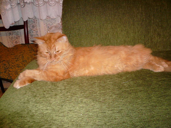 Владимир Кулешов