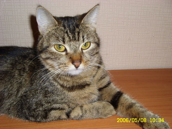 Виктор Кукевич