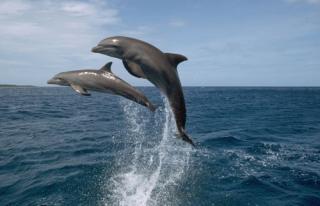 Анастасия Макеева