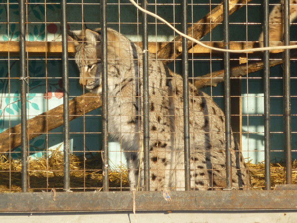 Генок Дыляев