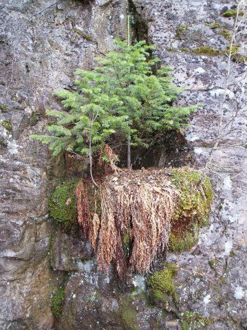 Гульшат Хисматуллина