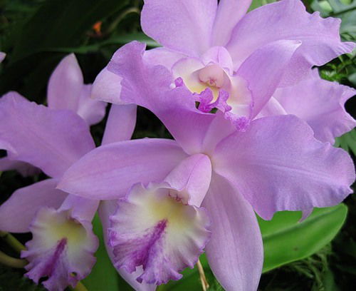 Елена Васильева