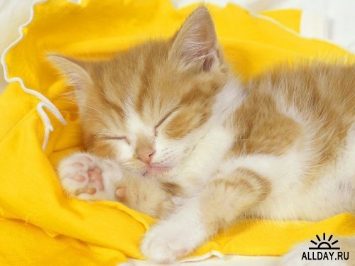 Ирина Рыбьякова