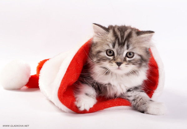 Наталья Нуреева