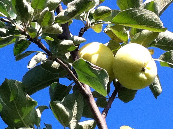 Татьяна Юрьевна Пелевина