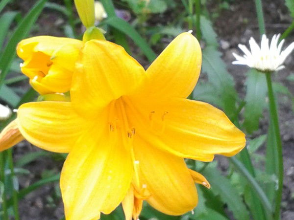 Жазигуль Сагидолдинова