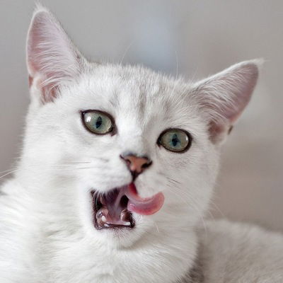 Варвара Варвара