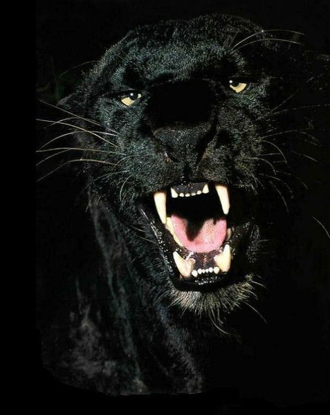 Марина Дьячкова