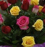 Светлана Шаповалова