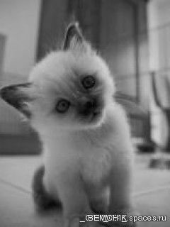 Вера Балушкина