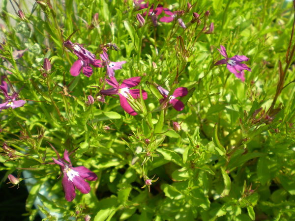 Татьяна Габышева