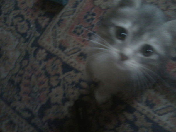 Юрий Кадошников