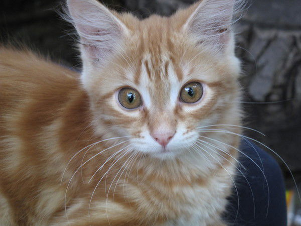 Светлана Захарова