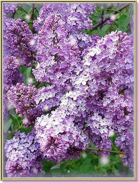 Таисия Зубкова