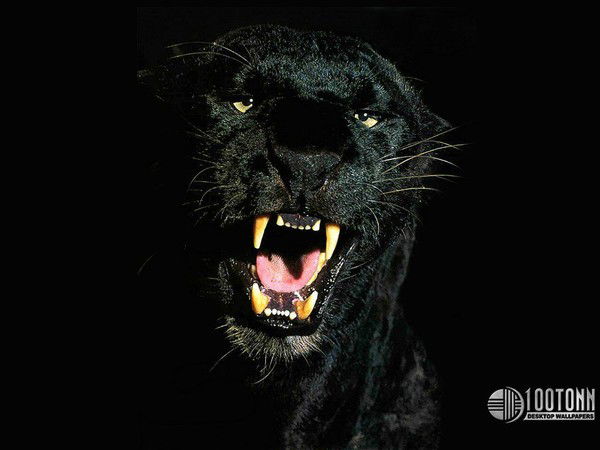 Юлия Страут