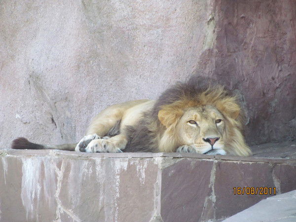 Анна Власова (Бойко)