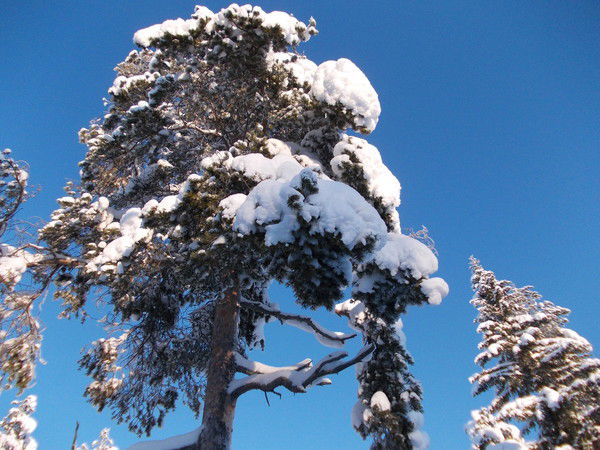 Юлия Гончарова