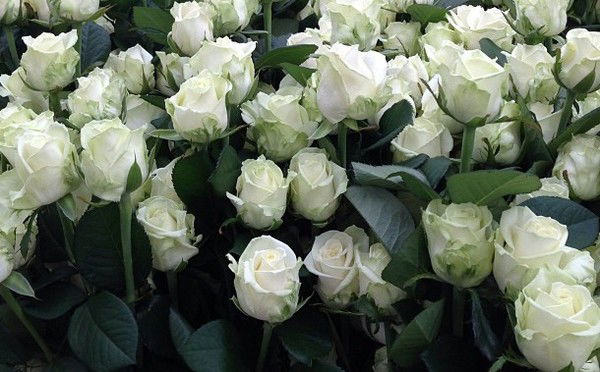 Нина Катышева