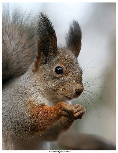 Анна Овчинникова