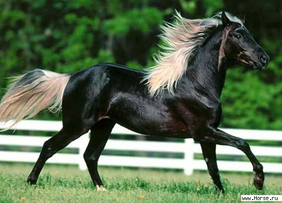 Владимир Кравц