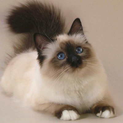 Айнаш Кадырбаева