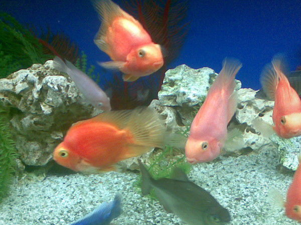 Константин К