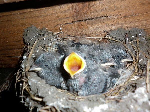 Татьяна Волик