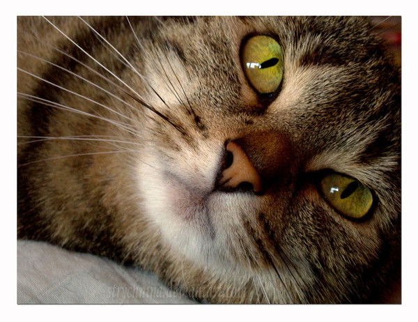 Алиса...=))) Crazy