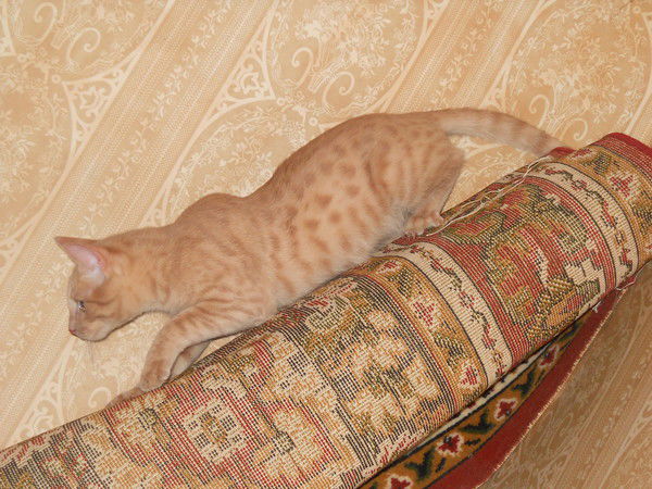 Оксана Паршутина