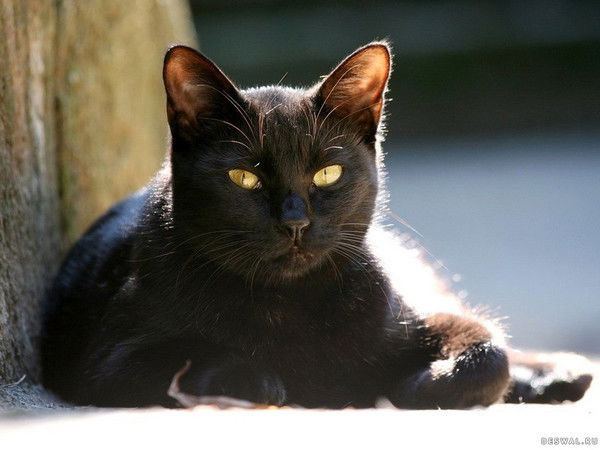 Нина Смирнова