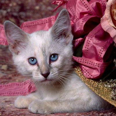 Лиза Гадиулина