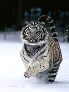 Андрей Семенов