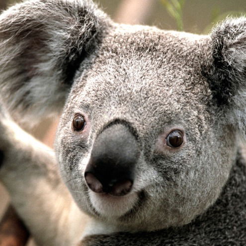 Юра Левченко