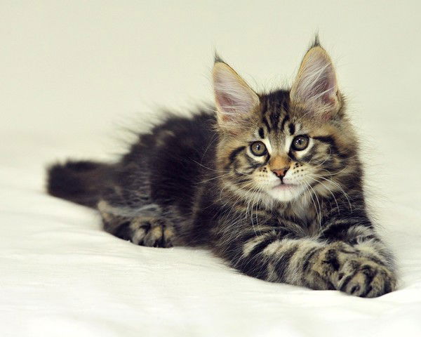 Юлия Середюк