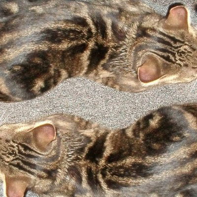 Татьяна Авдеева