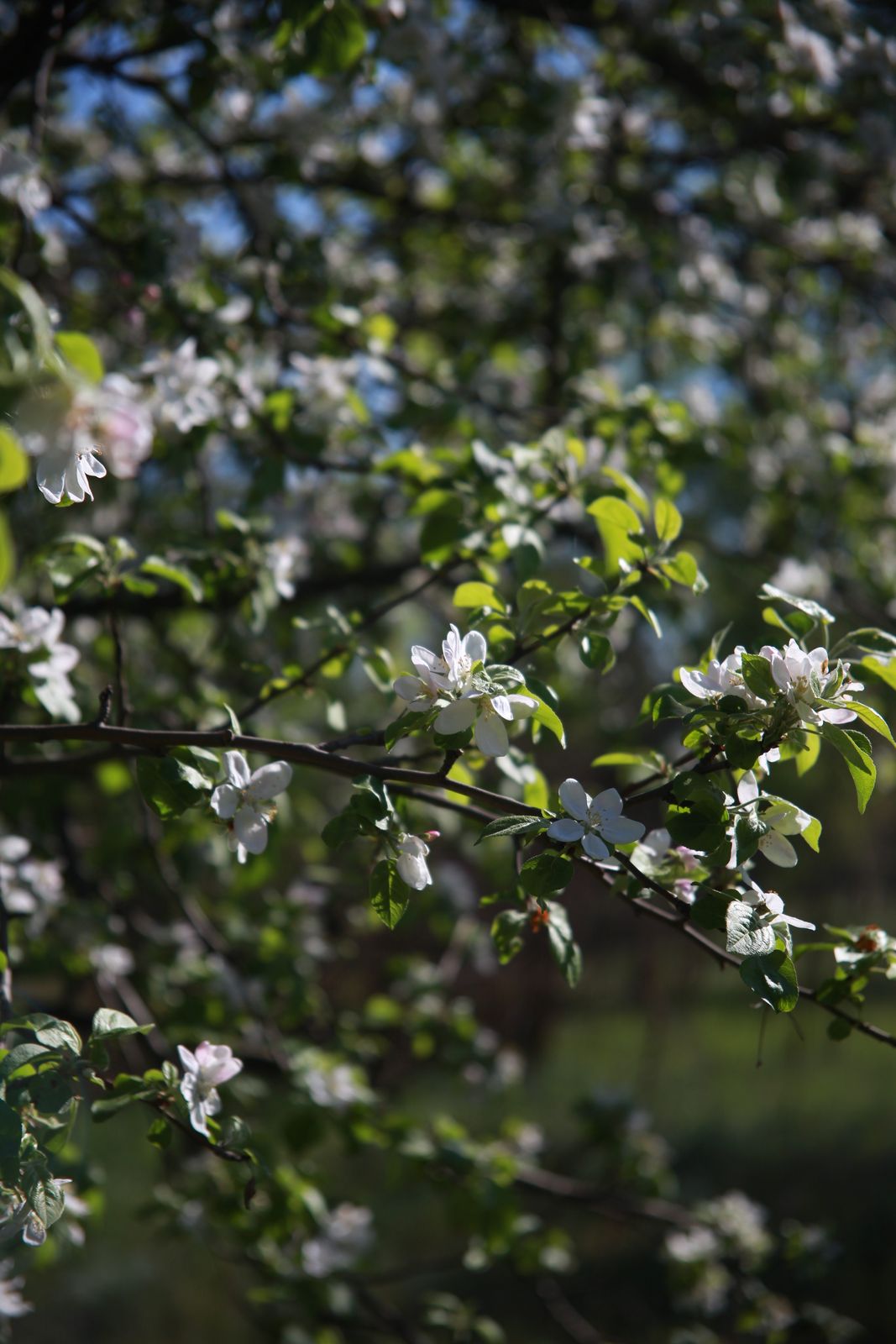 Валерия Волкова