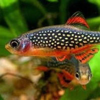 Егор Полевиков