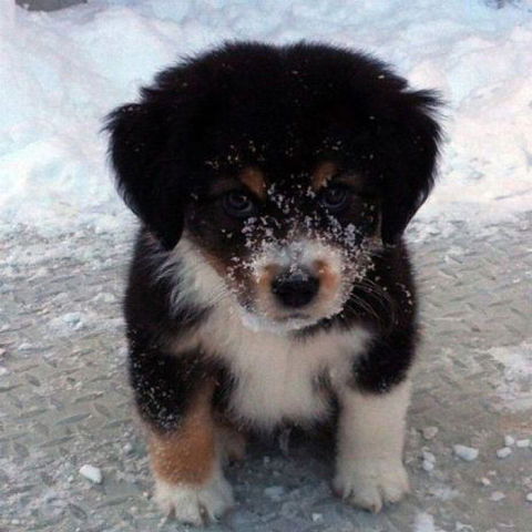 Майма Овсэ Майма Ветстанция