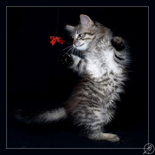 Дима Ткачёв