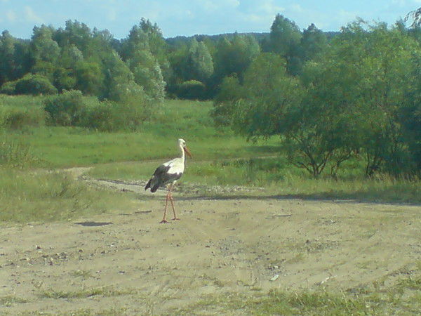 Татьяна Хованская