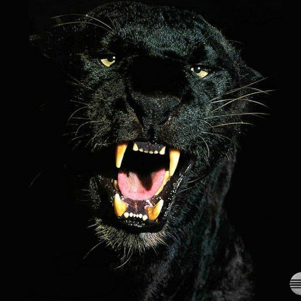 Максим Иванов