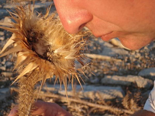 Юрий Пискарёв