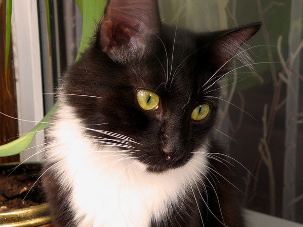 Юлия Ольговская