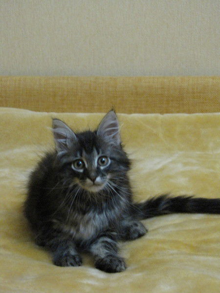 Сергей Кесиджи