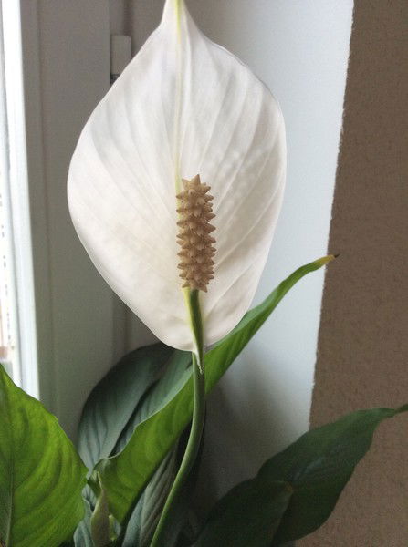 Юлия Громова