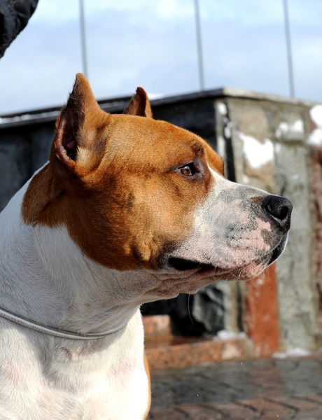 Валентин Шмигельский